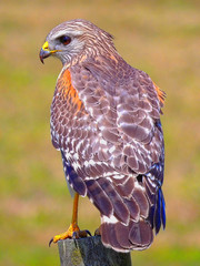 Red Shoulder Hawk