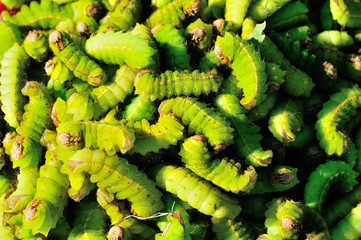 green Silkworms