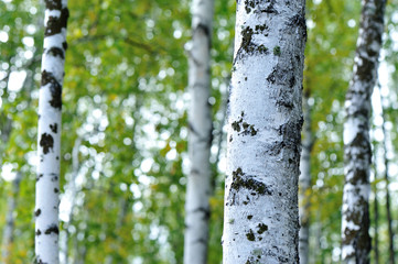 white birch trees in the autumn forest