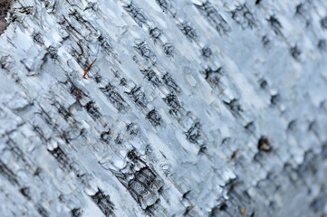 white birch tree texture