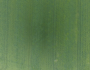 Texture of wheat field. Background of young green wheat on the f