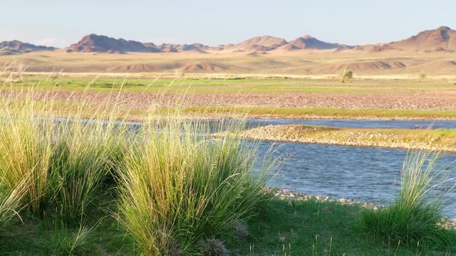 Mongolian grassland with Achnatherum splendens in south-west Mongolia on bank of river Dzabhan-gol