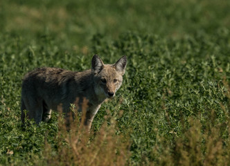 Coyote