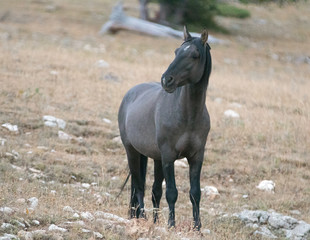 Liver Chestnut Bay Roan mare and Red Roan stallion drinking at the waterhole in the Pryor Mountain Wild Horse Range in Montana United States