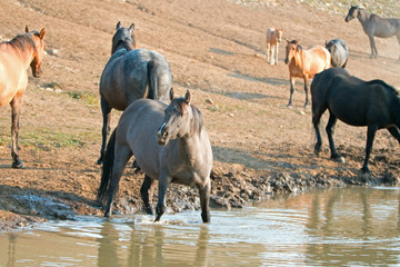 Liver Chestnut Bay Roan mare and Red Roan stallion drinking at the waterhole in the Pryor Mountains...