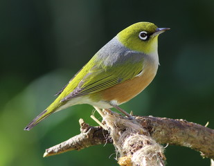 Silvereye
