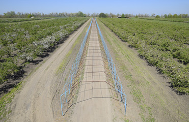 Steel gazebo for grapes over the road in the apple orchard. Frui