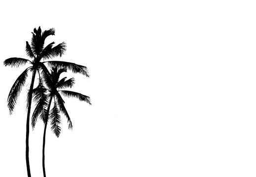  silhouette coconut tree on white background