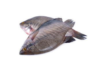 fresh gourami fish whole round on white background