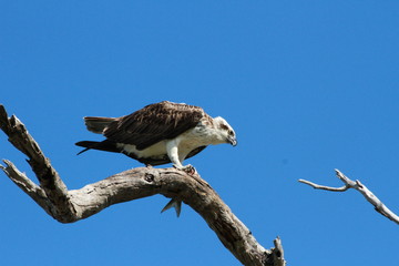 Osprey having a fishy lunch