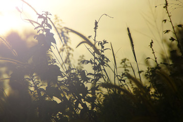 Grass In Silhouette  Evening Time With Sun Flare