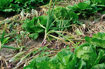 chinese cabbage and onion crops in growth at field