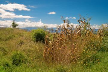 Landscape with a corn field in Capulalpam de Mendez in the highlands of the state of Oaxaca, Mexico. It is one of the “Pueblos Magicos” towns.