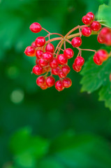 Sprig with green leaves and ripe red Viburnum.