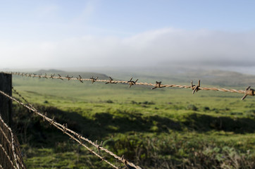 California Pastures 2