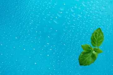 ミント　水滴     © tamayura39