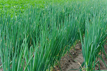 Obraz premium chinese cabbage and onion crops in growth at field