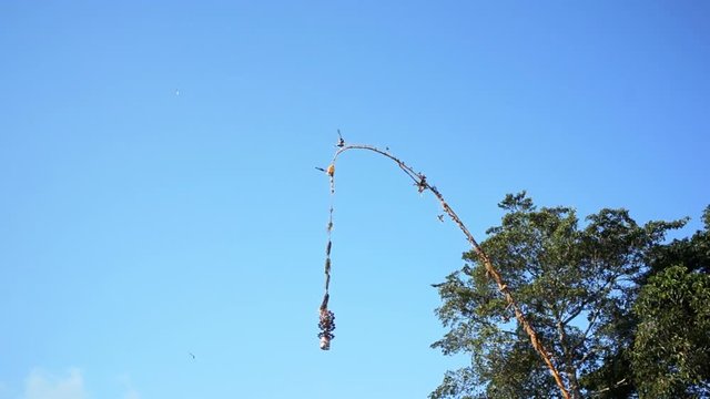 Penjor is swaying in the wind on the  blue sky background. Penjor is the decorative bamboo pole which is traditionally estableshed during religious festivals on Bali, Indonesia