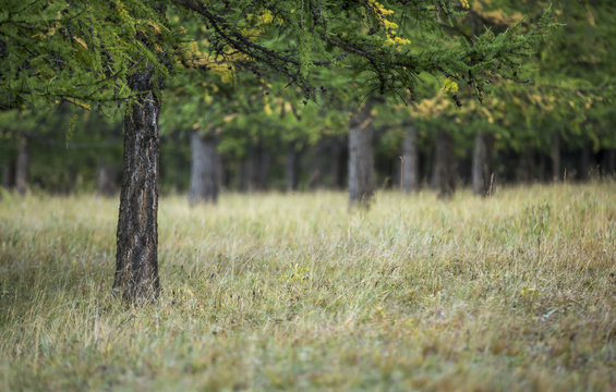 Mongoli-Bilder: Stock-Fotos & -Videos. | Adobe Stock