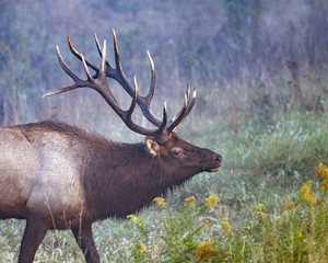 Rocky Mountain Elk (Cervus canadensis nelsoni), Benezette, Pennsylvania 