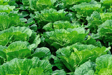 Naklejka premium chinese cabbage crops in growth at field
