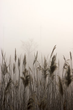 Fog on the morning of autumn