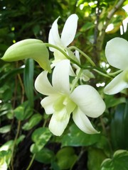White orchid