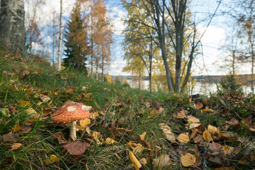 Fly agaric, Amanita muscaria in autumn, lake in the background