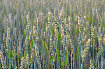 Green wheat field, growing plant, cultivated crop, agricultural background