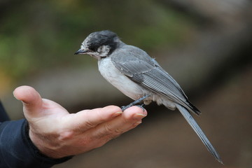 A bird in the hand of a hiker/wildlife