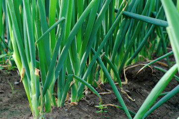 Obraz premium green Chinese onion crops in growth at field