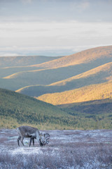 Portrait of a reindeer in its natural taiga habitat during a sunrise. Khuvsgol, Mongolia.