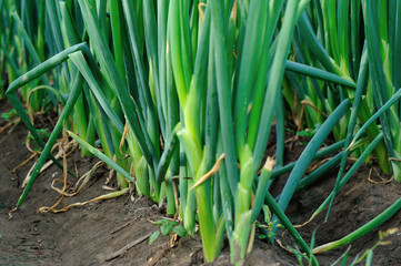 Obraz premium green Chinese onion crops in growth at field