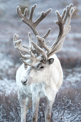 Portrait of a majestic white reindeer in its natural taiga habitat on a snowy day. Khuvsgol,...
