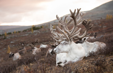 Portrait of a old reindeer with magnificent antlers sleeping on an autumn morning. Khuvsgol, Mongolia. © Kertu