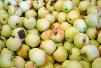 Fresh picked apples background in the harvest season