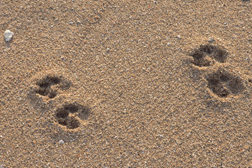 Fototapeta na wymiar Footprints of dog on Sanur beach, Bali