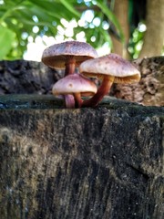 Mushrooms on timber