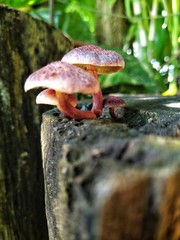 Mushrooms on timber