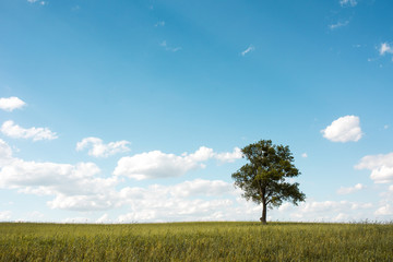 Big tree on green meadow, blue sky and white clouds