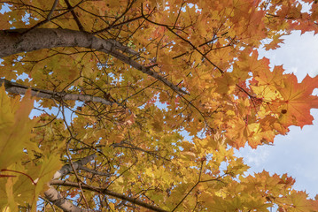 autumn landscape in the mid-latitudes autumn gold