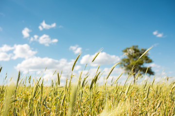 Obraz premium Big tree on green meadow, blue sky and white clouds