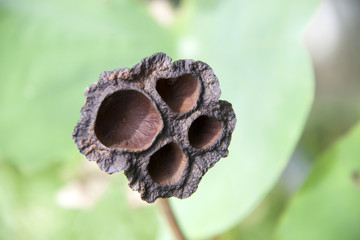 Brown dry lotus pod tree on the tree in the lotus pot. This plant is an aquatic perennial. Under favorable circumstances its seeds may remain viable for many years.