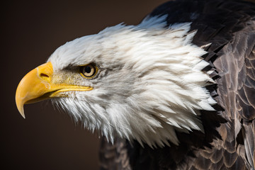Bald eagle