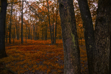 forests of autumn, trees and dry leaves