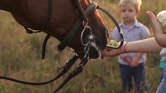 Big family with kids feeding the horses apples in a field on the farm.