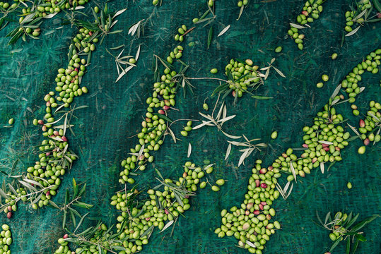Olives in net during harvest