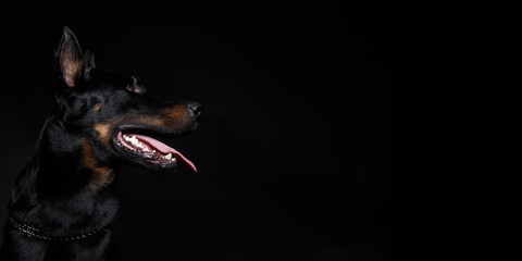 Beauceron dog head with tongue out, side view