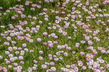 Flowers in fields