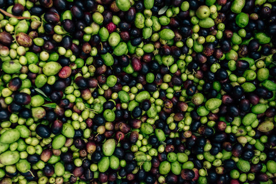 Close up of picked green and black olives